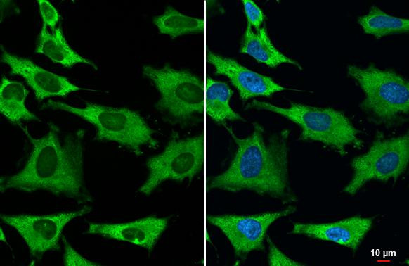 GAPDH Antibody in Immunocytochemistry (ICC/IF)