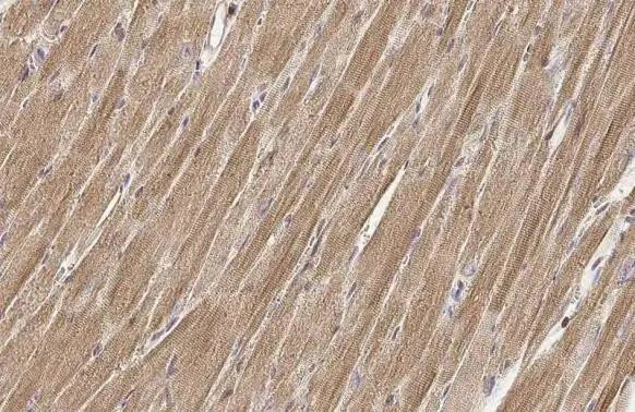 TUFM Antibody in Immunohistochemistry (Paraffin) (IHC (P))