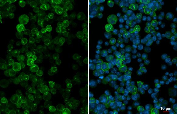 HLA-DQA1 Antibody in Immunocytochemistry (ICC/IF)