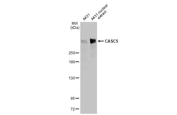 Casc5 Antibody in Western Blot (WB)