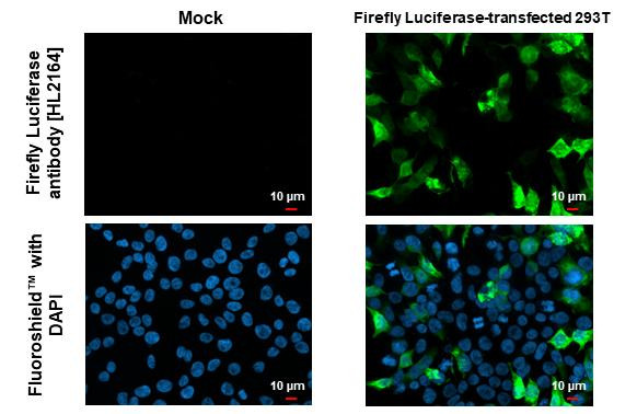 Firefly luciferase Antibody in Immunocytochemistry (ICC/IF)