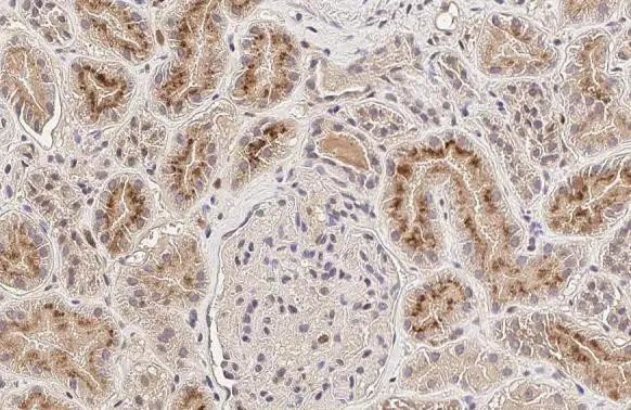 RNASE2 Antibody in Immunohistochemistry (Paraffin) (IHC (P))