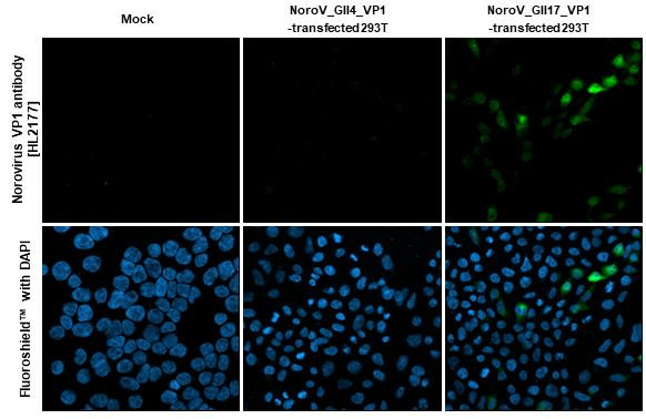 Norovirus VP1 Antibody in Immunocytochemistry (ICC/IF)