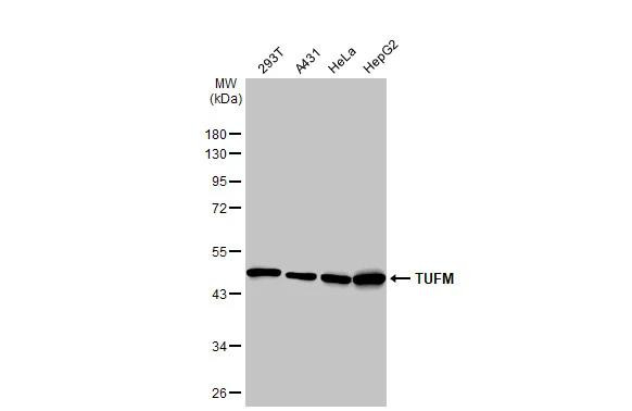 TUFM Antibody in Western Blot (WB)