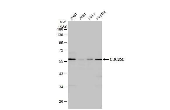Cdc25C Antibody in Western Blot (WB)