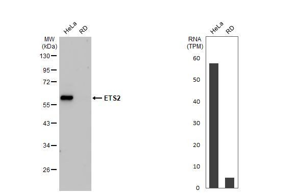 ETS2 Antibody in Western Blot (WB)