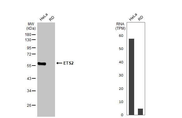 ETS2 Antibody in Western Blot (WB)