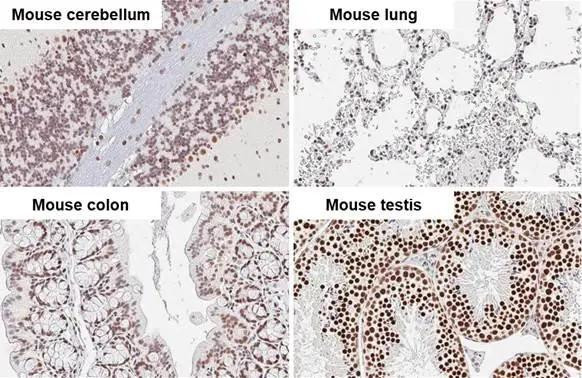 DNA Ligase III Antibody in Immunohistochemistry (Paraffin) (IHC (P))