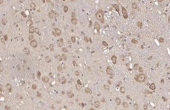 RPL32 Antibody in Immunohistochemistry (Paraffin) (IHC (P))