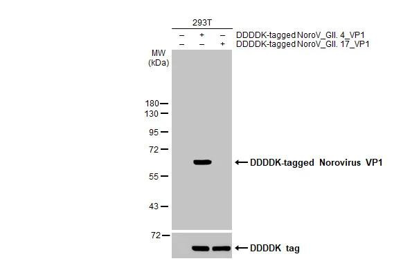 Norovirus VP1 Antibody in Western Blot (WB)