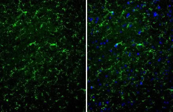 TMEM119 Antibody in Immunohistochemistry (Paraffin) (IHC (P))