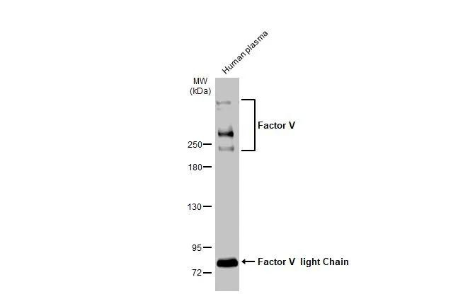 Factor V Antibody in Western Blot (WB)