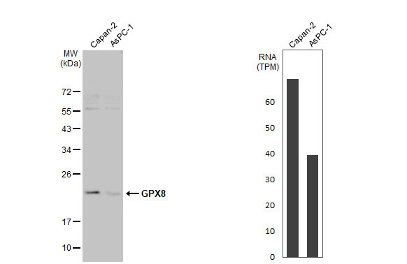 GPX8 Antibody in Western Blot (WB)
