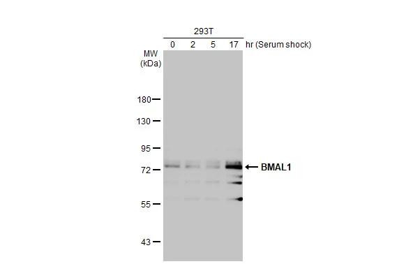 BMAL1 Antibody in Western Blot (WB)
