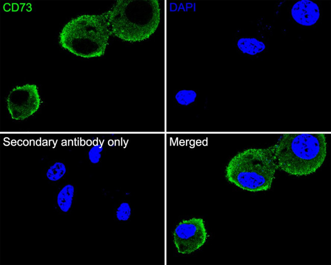 CD73 Antibody in Immunocytochemistry (ICC/IF)