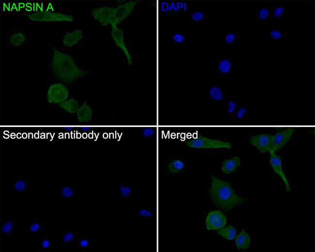 NAPSA Antibody in Immunocytochemistry (ICC/IF)