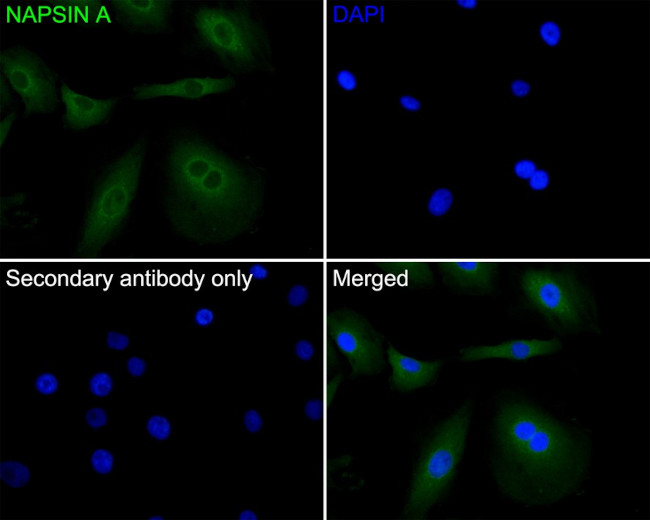 NAPSA Antibody in Immunocytochemistry (ICC/IF)
