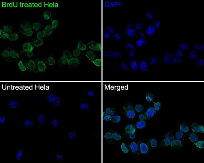 BrdU Antibody in Immunocytochemistry (ICC/IF)