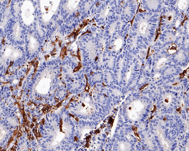 CD32b Antibody in Immunohistochemistry (Paraffin) (IHC (P))