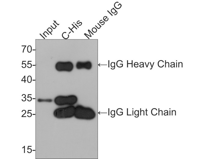 6x His Tag Antibody in Western Blot (WB)