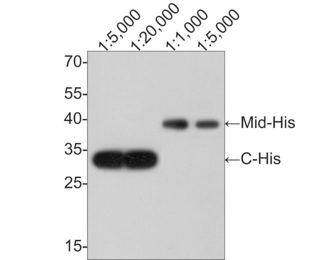 6x His Tag Antibody in Western Blot (WB)