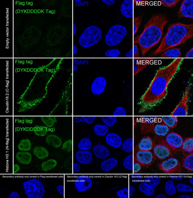 DYKDDDDK Tag Antibody in Immunocytochemistry (ICC/IF)