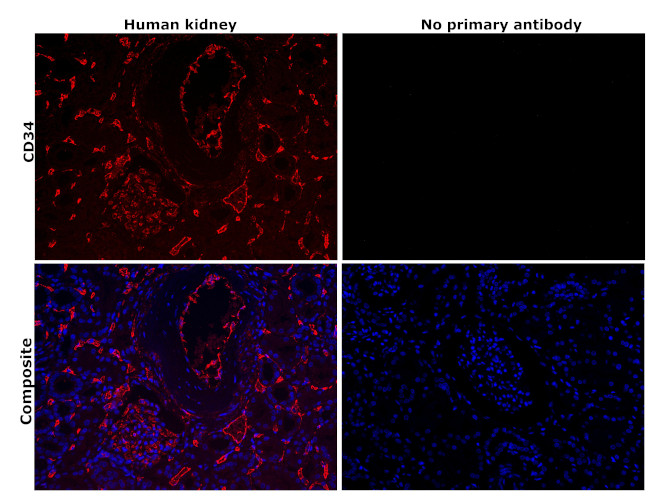 CD34 Antibody in Immunohistochemistry (Paraffin) (IHC (P))