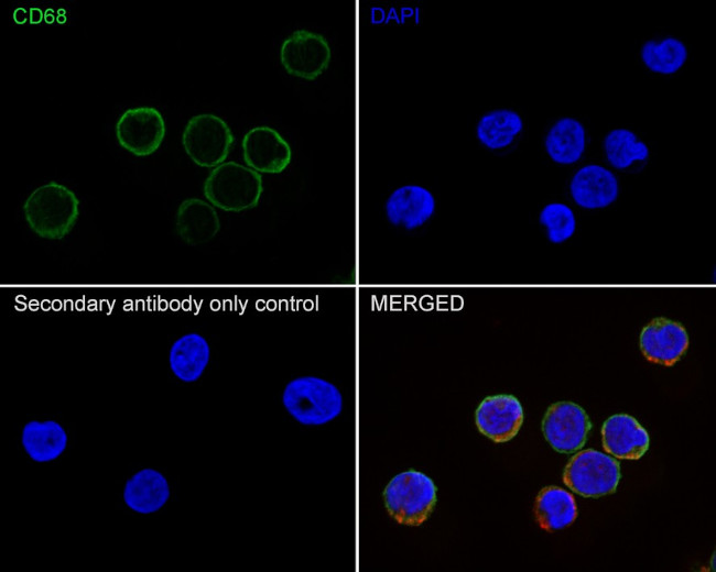 CD68 Antibody in Immunocytochemistry (ICC/IF)