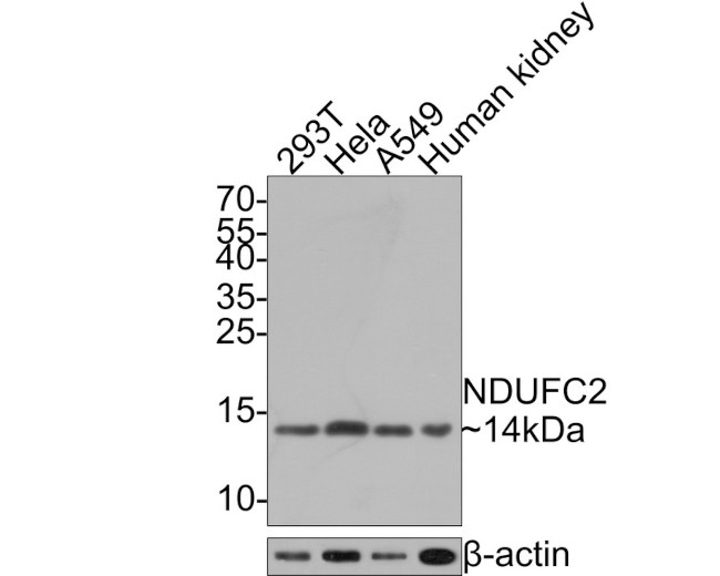 NDUFC2 Antibody in Western Blot (WB)