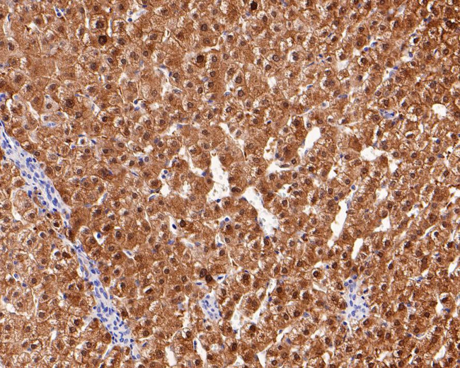 Arginase 1 Antibody in Immunohistochemistry (Paraffin) (IHC (P))