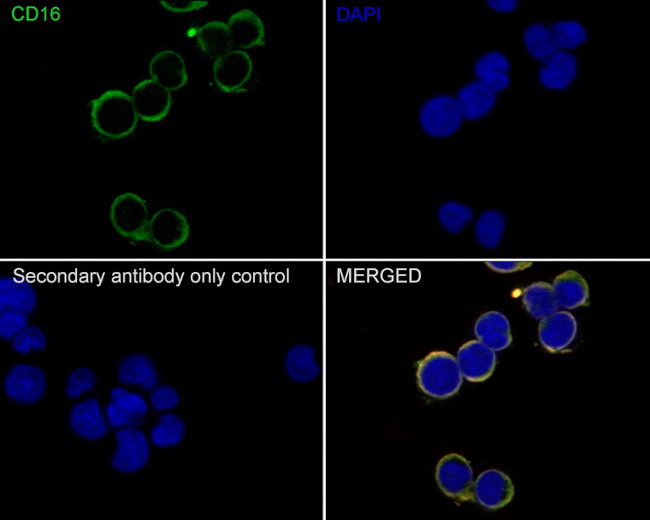 CD16 Antibody in Immunocytochemistry (ICC/IF)