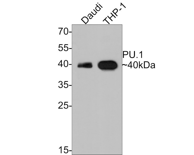 PU.1 Recombinant Monoclonal Antibody (PD00-14) (MA5-50702)