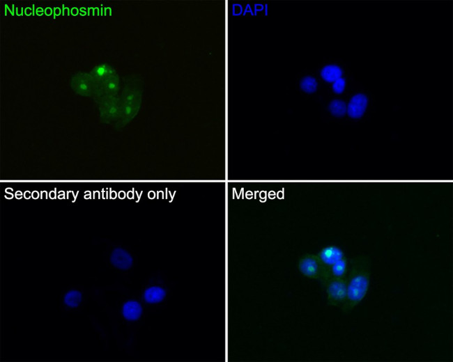 NPM1 Antibody in Immunocytochemistry (ICC/IF)