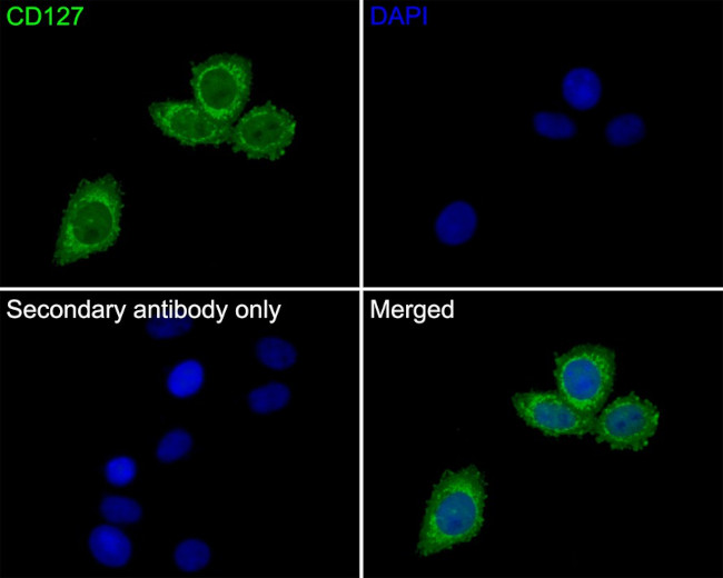 CD127 Antibody in Immunocytochemistry (ICC/IF)