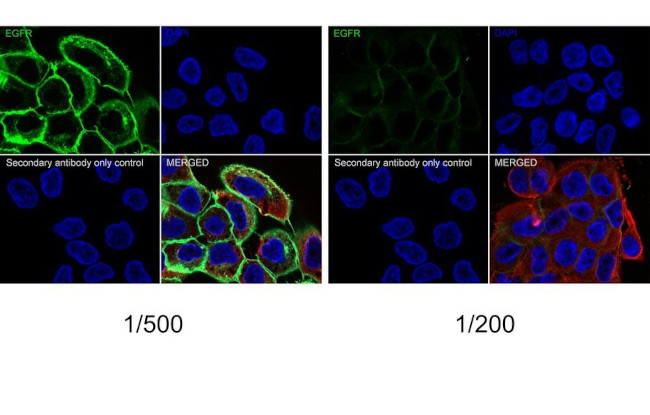 EGFR Antibody in Immunocytochemistry (ICC/IF)