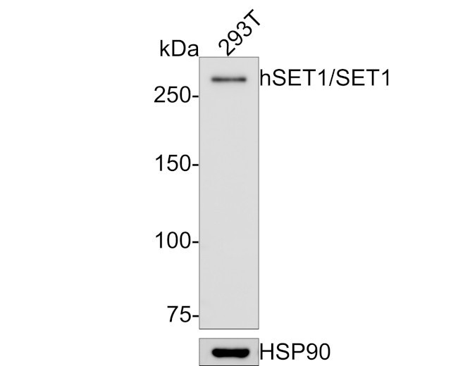 SETD1A Antibody in Western Blot (WB)