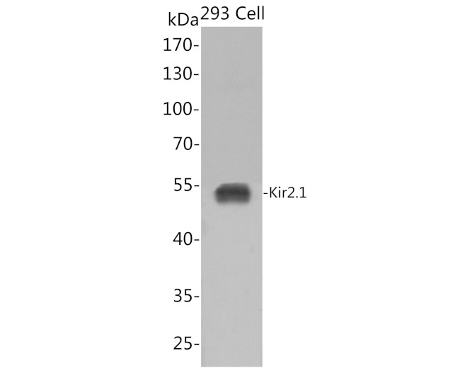Kir2.1 (KCNJ2) Antibody in Western Blot (WB)