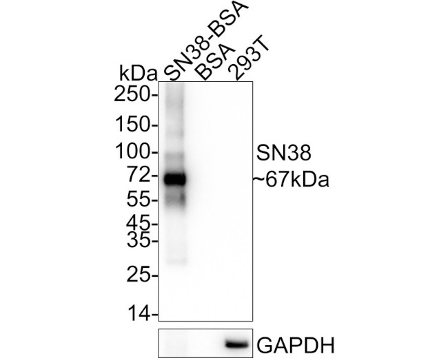 SN38 Antibody in Western Blot (WB)