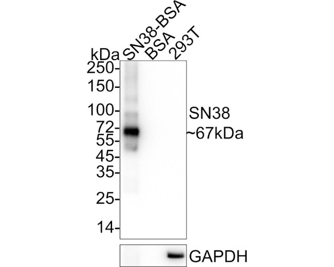 SN38 Antibody in Western Blot (WB)