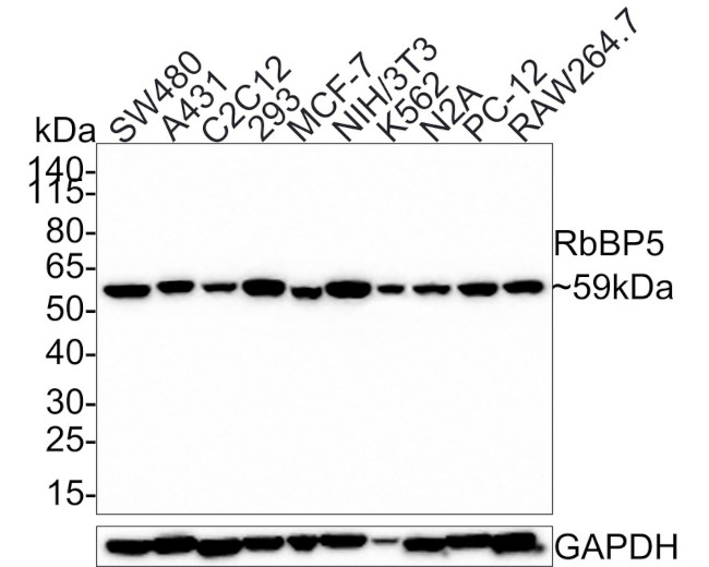 RBBP5 Antibody in Western Blot (WB)