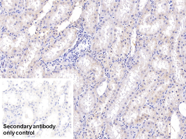 RNASE2 Antibody in Immunohistochemistry (Paraffin) (IHC (P))