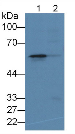 ALOX5 Antibody in Western Blot (WB)