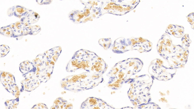 Hemoglobin alpha-1 Antibody in Immunohistochemistry (Paraffin) (IHC (P))