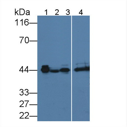 AZGP1 Antibody in Western Blot (WB)