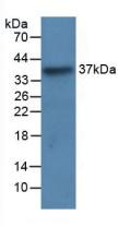 LRG1 Antibody in Western Blot (WB)