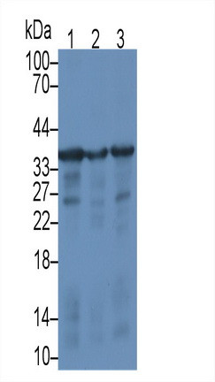 CD138 Antibody in Western Blot (WB)