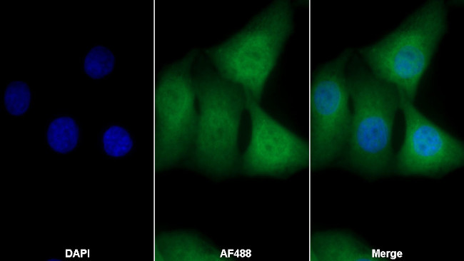 HSPA1A Antibody in Immunocytochemistry (ICC/IF)