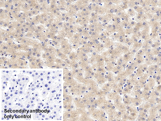 Prothrombin Fragment 1/2 Antibody in Immunohistochemistry (Paraffin) (IHC (P))