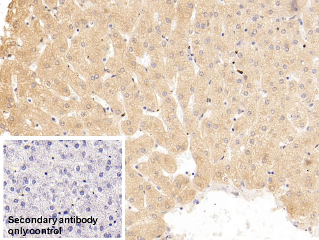 SERPINA10 Antibody in Immunohistochemistry (Paraffin) (IHC (P))