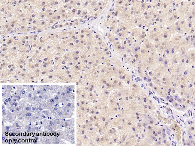 HPD Antibody in Immunohistochemistry (Paraffin) (IHC (P))